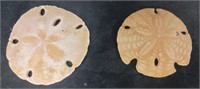 Fossilized Sand dollars