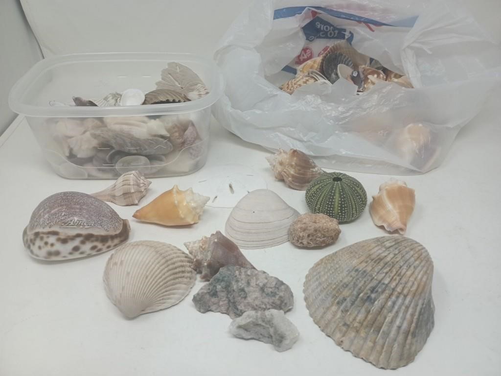 Assorted Sea Shells and Rocks