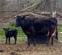 Cow Calf Pair (heifer) nurse cow