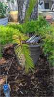 LARGE PLANTER WITH PLANT