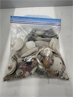 Lot of Assorted Seashells