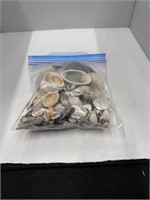 Lot of Assorted Seashells