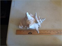 CONCH SHELL