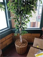 5+FT POTTED TREE