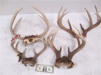 4 Sets of Vintage Buck/Deer Antlers