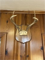 5-Point Antler Display