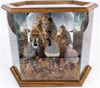 Taxidermy Quail in Glass Display Case