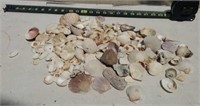 Sea Shells From Around The World