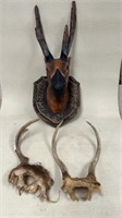 Paper mache deer head and whitetail antlers