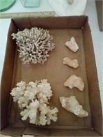 Flat Of Coral Pieces