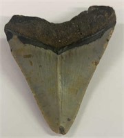 3.75" Megaladon Shark Tooth