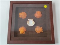 SHELL DISPLAY SHADOW BOX