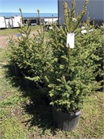 5-2'-3' Spruce Trees-Each-Strathmore Lot