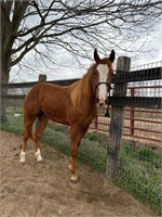 3 YR OLD FILLY