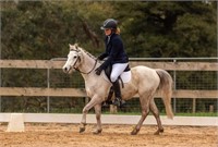 (VIC) ABBY - RIDING PONY MARE