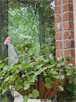 Live Hanging Plant in Planter