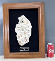 Display Frame of Seashells