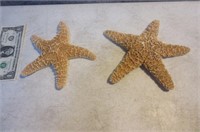 2 Starfish Specimens