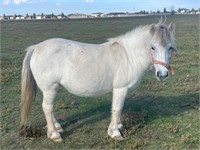 (VIC) FRECKLES - PONY MARE