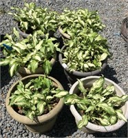 6 Planter Pots with Variegated Hosta