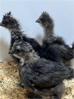 3 Unsexed-Black Silkie Chicks