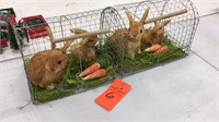 Rabbits and cages etc