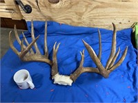 16 pt State Record Whitetail Rack Resin Replica