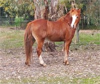 (VIC) BELL - WELSH MOUNTAIN PONY MARE