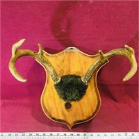 Wall Mount 6-Point Buck Antlers (Antique)