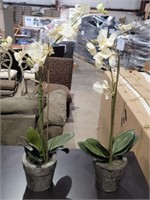 Decorative Orchid Plants