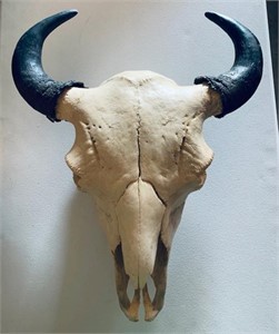 North American Bison Skull