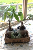 House Plants set of 3