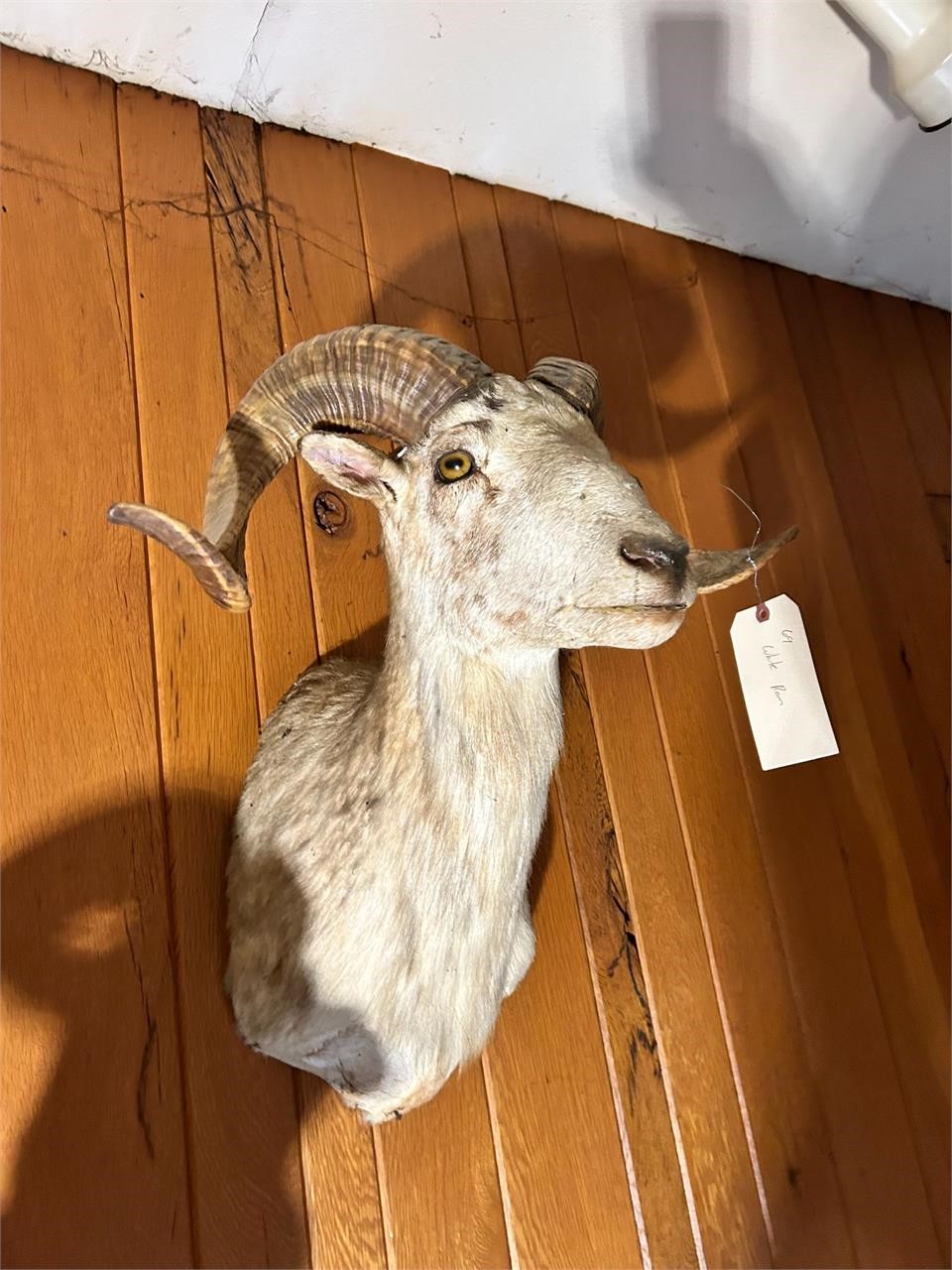 Live & Online Taxidermy Auction