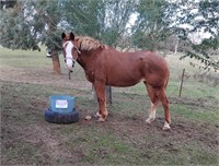 (NSW) MOLLY - QH MARE
