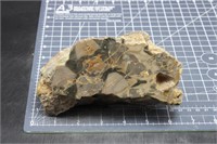 Polished Cycad Fossil, 2lbs 9oz