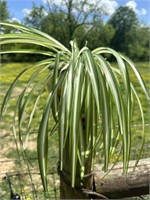 Spider Plant in 8" Mosaic Pot on Pottery Saucer