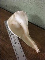 Large conch shell