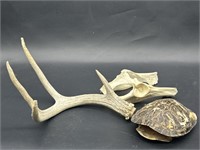 Natural Antlers, Turtle Shell, Animal Skull