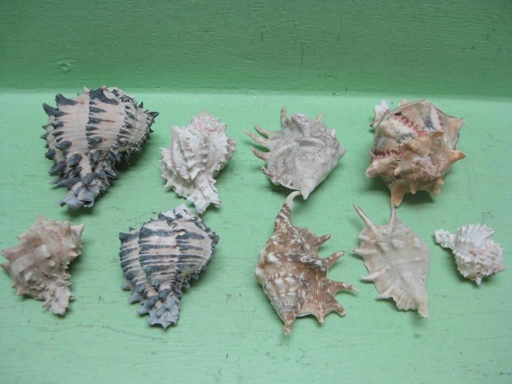 Nine Assorted Sea Shells