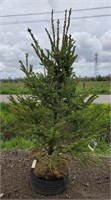 White Spruce Tree. 7' tall. Tall growing, over 35'