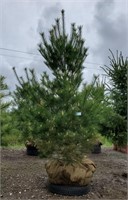 White Pine Tree. 8' tall. Tall growing, over 35'