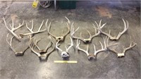 (10+-) Assorted White Tail Antlers
