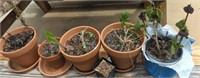 Lot of six planters with plants
