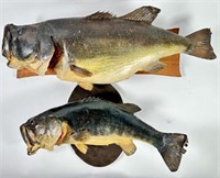 PAIR OF FISH TAXIDERMY
