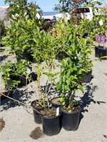(4) Highbush Blueberry Plants