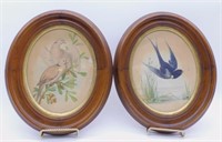 Antique Oval Framed Book Illustrations of Birds.