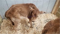 Jersey Bull Bottle Calf