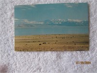 Postcard Honey Lake Lassen County Ca.