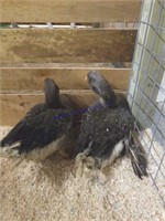 Pair Grey Dewlap Geese