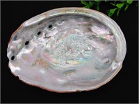 ABALONE SHELL